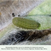 polyommatus thersites larva3 daghestan1